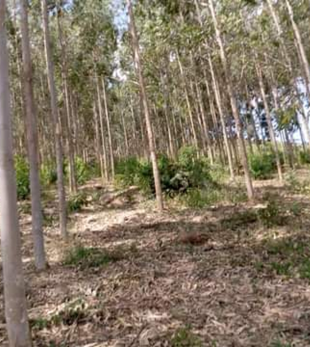 WhatsApp Image 2021-04-18 at 19.37.21.jpeg